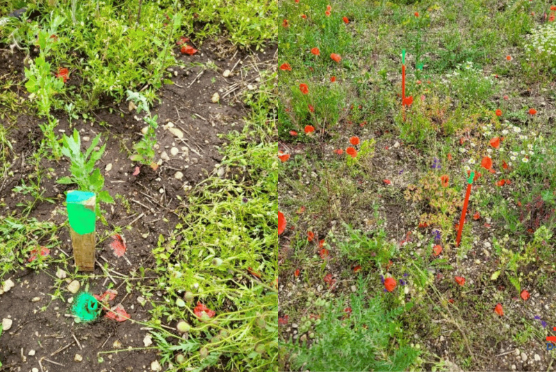 Stavba domu v Rakúsku DZI24, Gattendorf, Zameranie a vyznačenie pozemku a stavby rakúskym geodétom Stavba domu v Rakúsku DZI24, Gattendorf, Zameranie a vyznačenie pozemku a stavby rakúskym geodétom